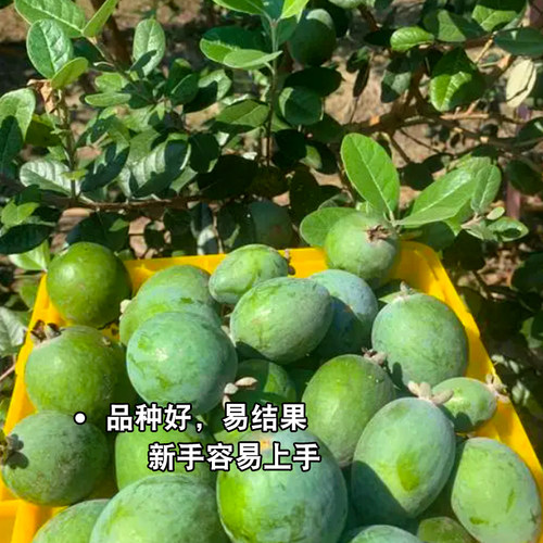 新奇观赏大果费约果斐济果菲油果水果树苗盆栽南方庭院种植带土发 - 图1