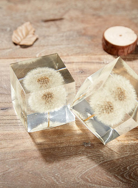 蒲公英标本立方体永生花桌面装饰