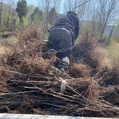 香椿树苖香椿苗红油椿树苗庭院盆栽地栽食用芽苗南方北方种植四季-图0