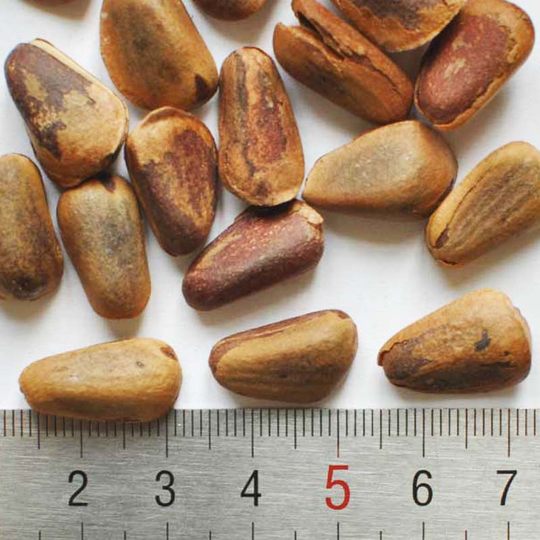 Changbai Mountain freshly roasted and sold Aoaoxiang bulk red pine nuts