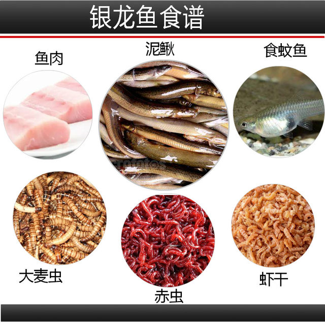 Blemish training silver arowana live tropical ornamental fish feng shui fortune fish