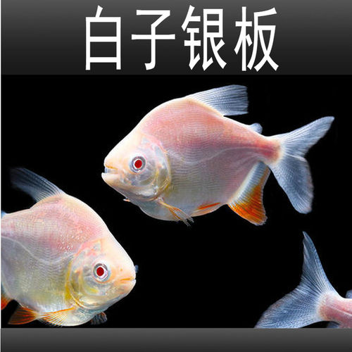 粗线银板鱼活体黑桃A银板虎纹银板龙鱼配鱼大型热带观赏鱼 - 图2