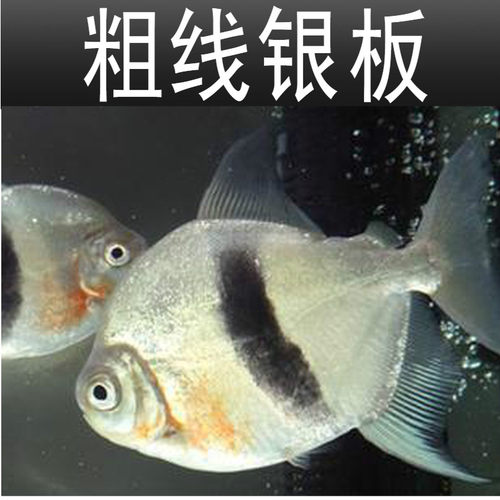 粗线银板鱼活体黑桃A银板虎纹银板龙鱼配鱼大型热带观赏鱼 - 图0