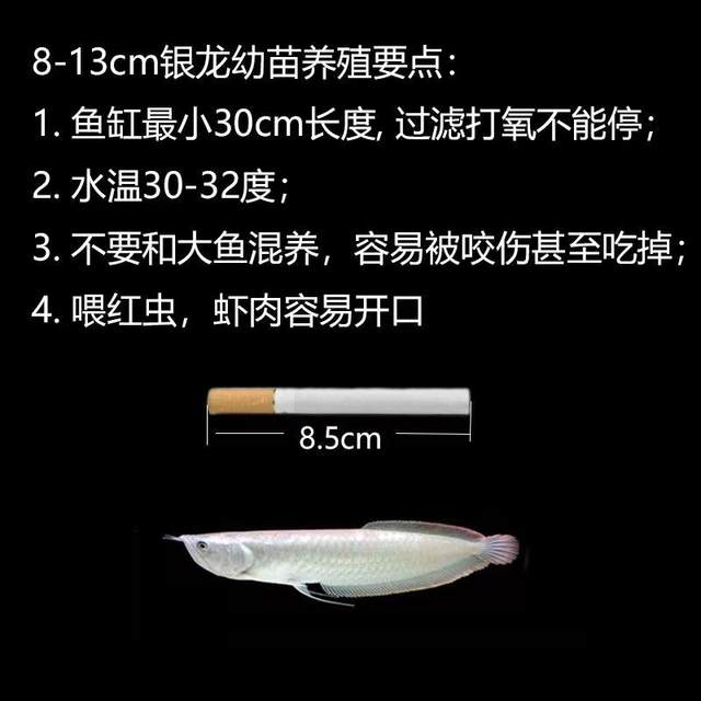 Blemish training silver arowana live tropical ornamental fish feng shui fortune fish