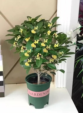 桂花树苗四季桂盆栽可食用开花不断室内阳台庭院浓香型花卉植物