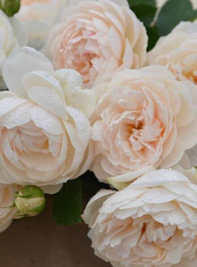 月季花苗小白兔室内外盆栽花卉