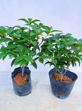 桂花树苗四季桂花苗老桩盆栽室内外阳台庭院地栽大树四季种植花卉