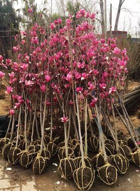 玉兰花树苗紫红广庭院大