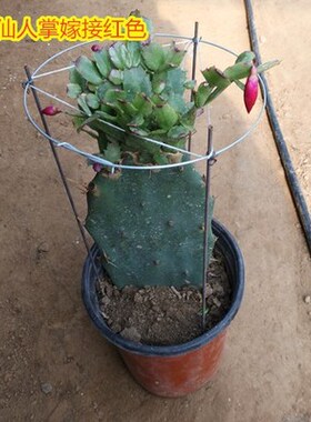 仙人掌嫁接蟹爪双层令箭荷花盆栽