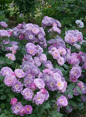 浓香月季花盆栽蓝色梦想巨大