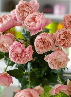 大花浓香阳台盆栽粉红色玫瑰包邮