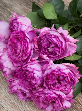 包邮藤伯爵超大花浓香型盆栽庭院