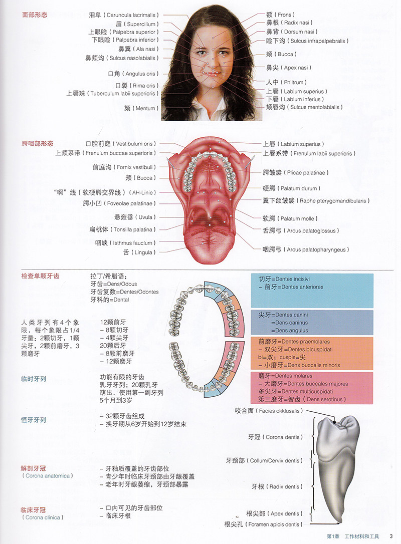 现货 德国口腔技术精要 阿诺德 霍曼等著 涵盖了口腔医学技术专业的十三个学习领域口腔修复学辽宁科学技术出版社9787559120861