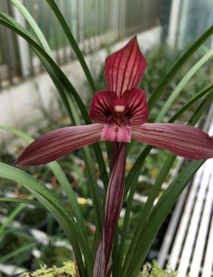 包邮四川名品兰花苗  春兰【刘三红】浓香室内绿植花卉盆景园艺,淘宝优惠券,粉丝福利购,淘宝优惠卷