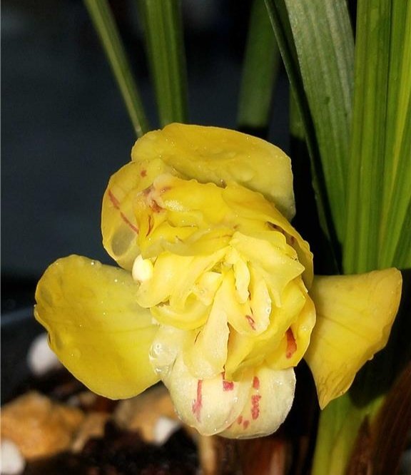 包邮自然老种兰花苗 春兰【黄荷奇】浓香绿植花卉园艺盆景,淘宝优惠券,粉丝福利购,淘宝优惠卷