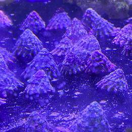 【绿艺水族】海缸清洁生物翻砂海星假棉羊虾紫底星螺除藻不伤珊瑚