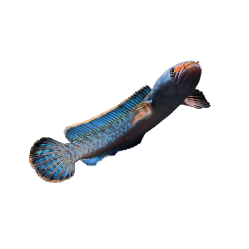 进口克伦尼翠玉橙斑雷龙鱼小型凶猛观赏鱼热带猛鱼血斑活体包邮 - 图3