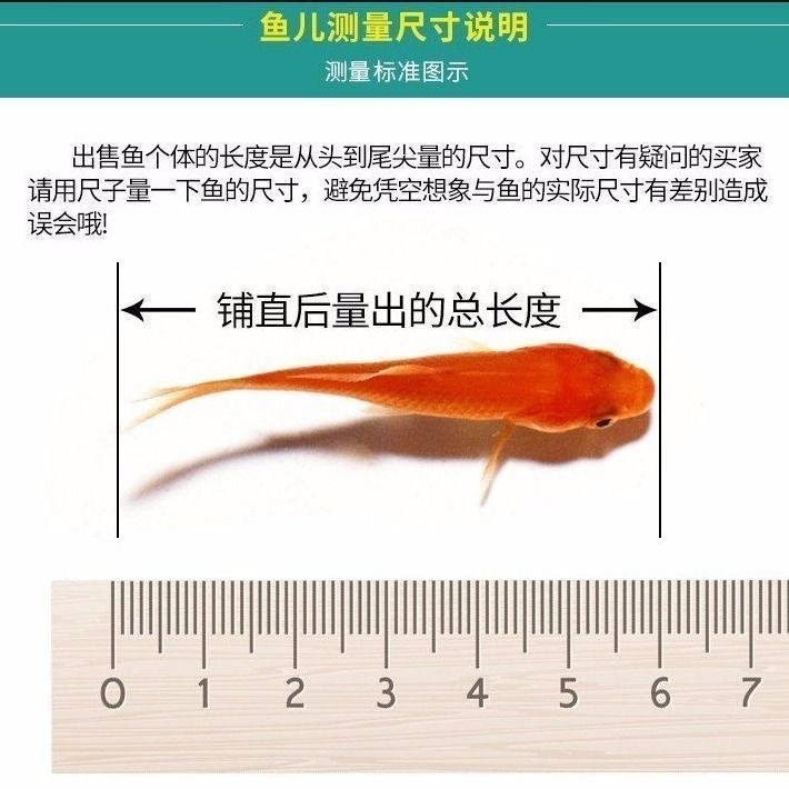 南美亚马孙红文鱼活热带鱼淡水凶猛宠物观赏鱼活苗肉食性猛鱼包邮 - 图2