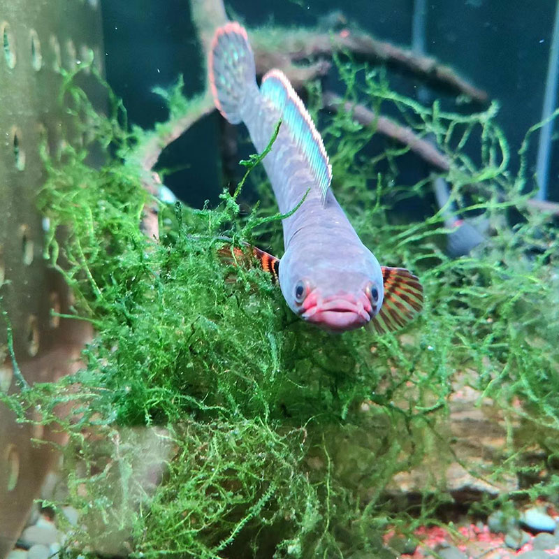 进口克伦尼翠玉橙斑雷龙鱼小型凶猛观赏鱼热带猛鱼血斑活体包邮 - 图1