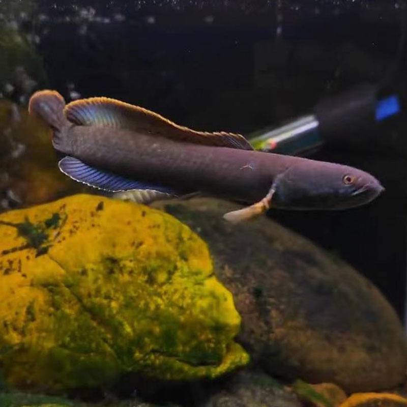 进口克伦尼翠玉橙斑雷龙鱼小型凶猛观赏鱼热带猛鱼血斑活体包邮 - 图2