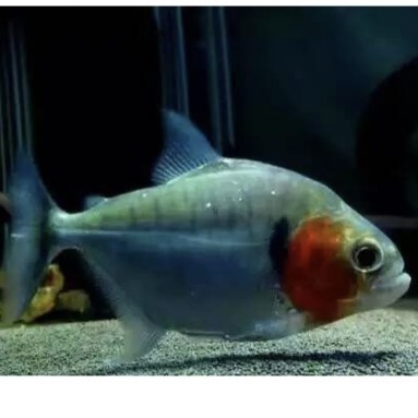 辛古水虎鱼凶猛鱼热带鱼观赏鱼大型鱼S属单养淡水肉食性猛鱼包邮 - 图1