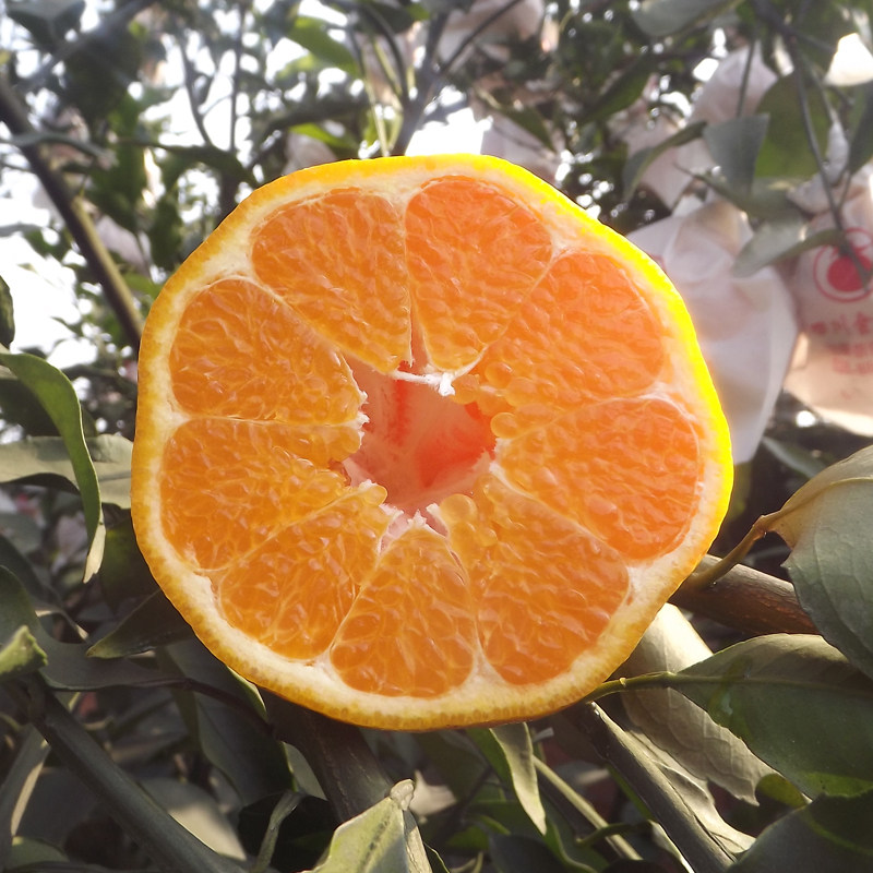 四川春见耙耙柑现摘现发粑粑柑10斤当季整箱新鲜水果精选大果包邮