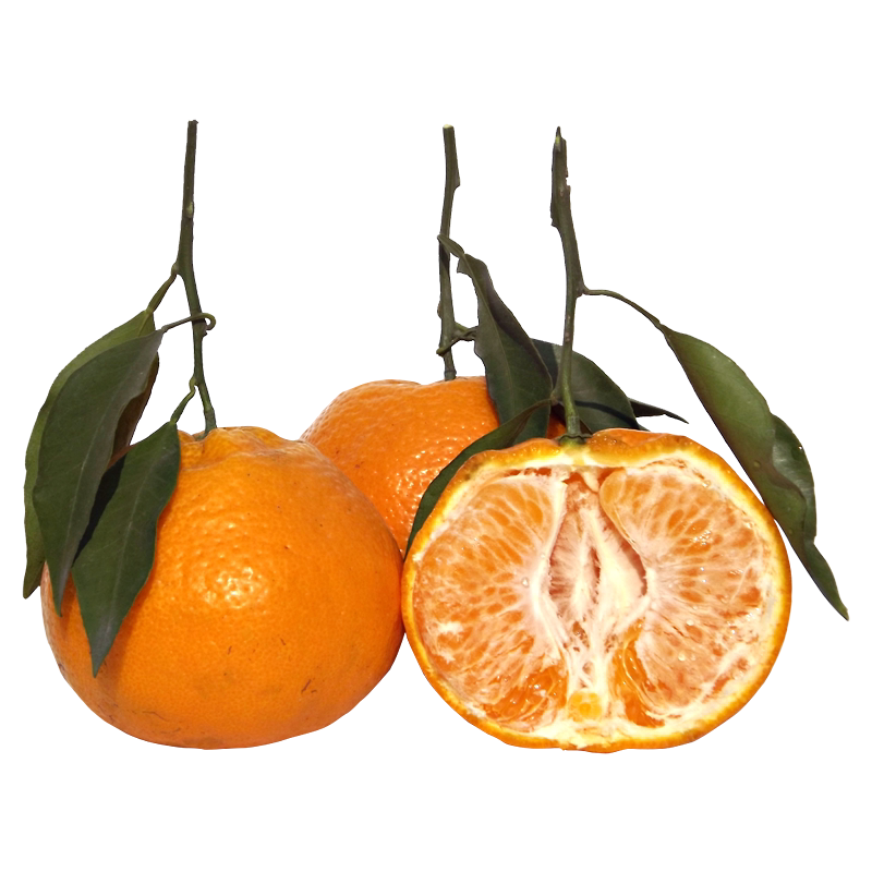 四川春见耙耙柑现摘现发粑粑柑10斤当季整箱新鲜水果精选大果包邮