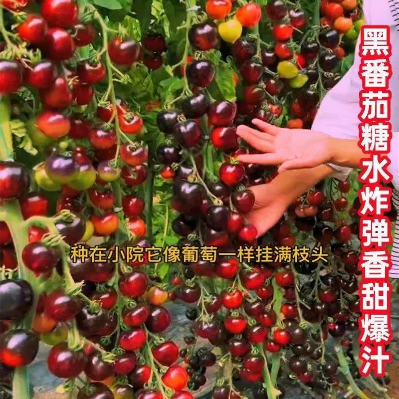 黑番茄种子黑西红柿种苗种籽小番茄耐热耐寒阳台盆栽蔬菜种孑 - 图2