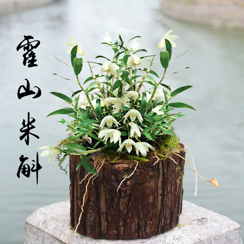 道地养生旗舰店【霍山米斛石斛树桩】带木头发货非铁皮石斛苗鲜条枫斗铁皮石斛花1