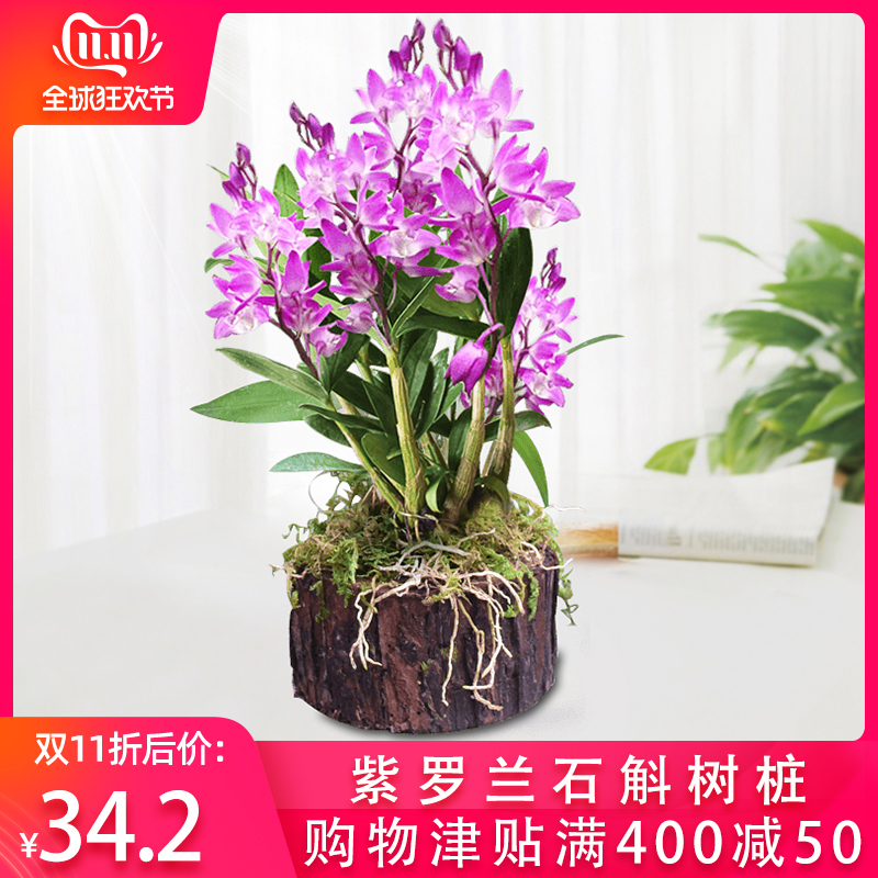 道地养生旗舰店【紫罗兰石斛树桩】 带木头发货 非铁皮石斛苗鲜条枫斗铁皮石斛花1