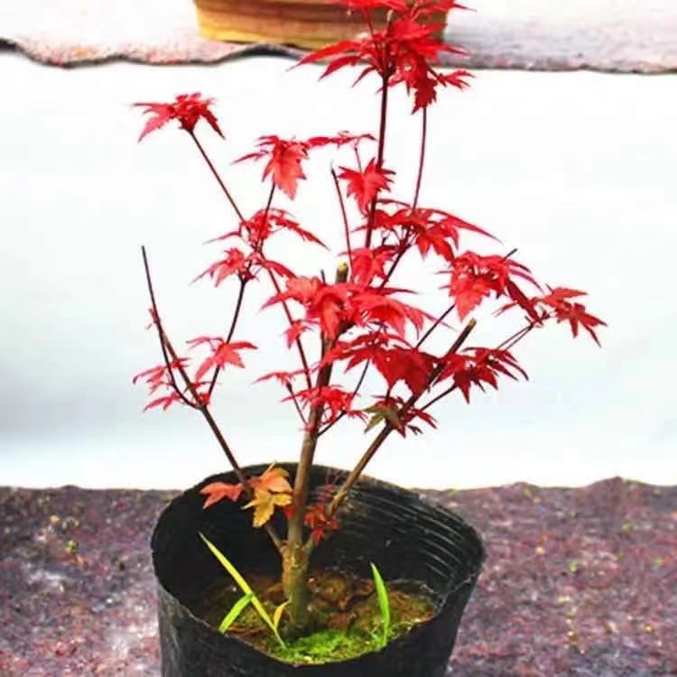 矮桩红枫盆景日本红舞姬三季红中国红黄金枫狮子头橙之梦青龙盆栽 - 图0