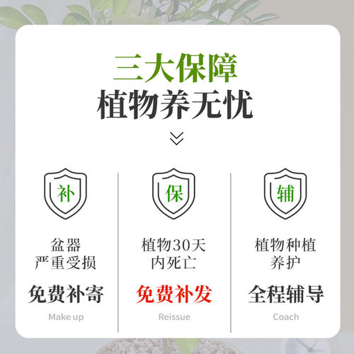 空气凤梨无土栽培懒人桌摆盆栽办公室工位新手易打理微景观小摆件 - 图3