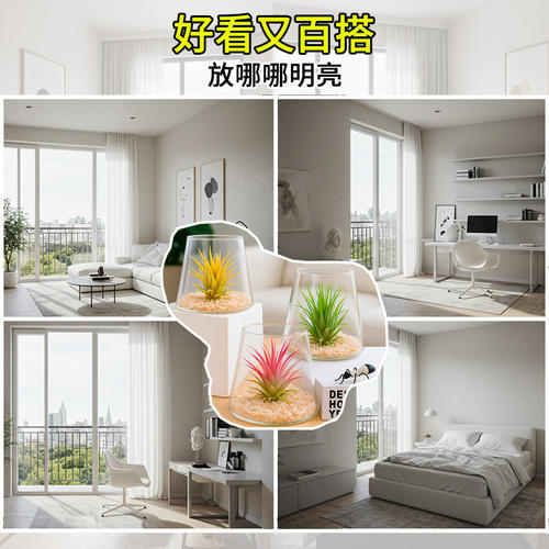 空气凤梨无土栽培懒人桌摆盆栽办公室工位新手易打理微景观小摆件 - 图2