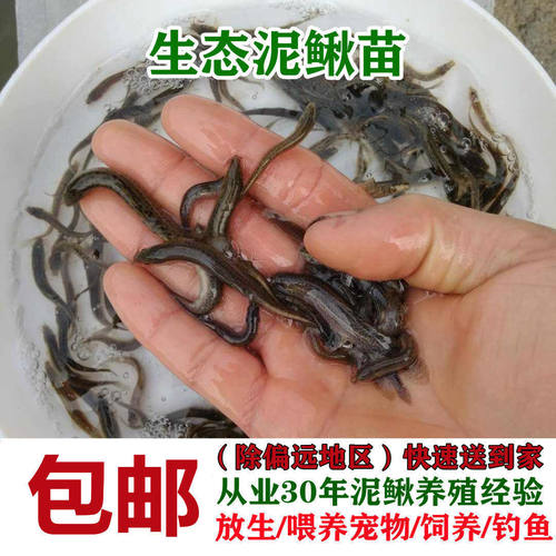 台湾泥鳅钓鱼苗本地青鳅金鳅鲜活筏钓鱼养殖淡水乌龟龙鱼宠物饲料 - 图0