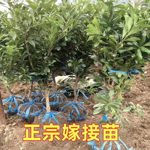 台湾黑高峰杨梅苗 比东魁杨梅早熟的杨梅 嫁接大果黑杨梅当年结果 - 图3