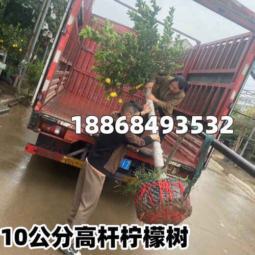 精品柠檬树盆栽带果高杆庭院大树老桩四季结果植物阳台客厅绿植 - 图3