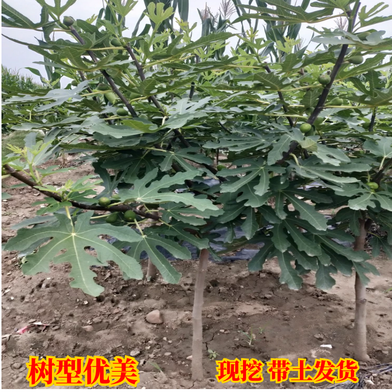 正宗台湾波姬红无花果苗盆栽无花果树苗南北方种植果树苗当年结果 - 图1