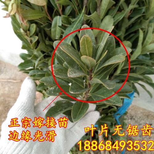 浙江杨梅树树苗嫁接东魁黑炭杨梅盆栽地栽果树苗当年结果庭院带土 - 图1