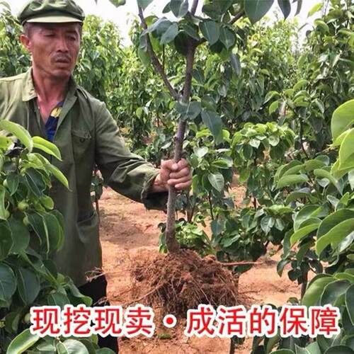 翠冠梨树果苗南北方庭院地栽种植特大果树苗盆栽嫁接活苗当年结果 - 图2