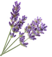 Aroma 10ml 香薰芳疗有机真正真实薰衣草单方精油 现货 法国 zone Aroma 10ml 香薰芳疗有机真正真实薰衣草单方精油 现货 法国 zone