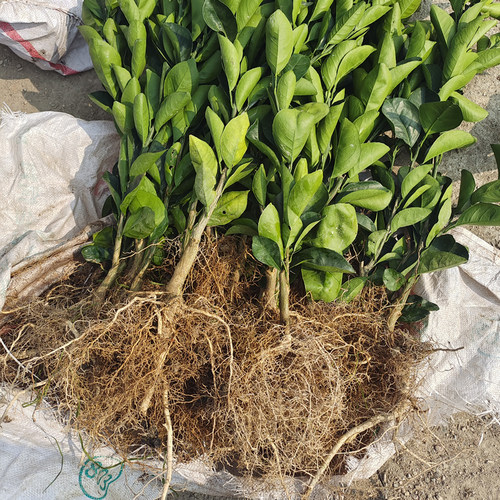 正宗江西赣南脐橙苗 嫁接纽荷尔橙子苗 卡拉红肉血橙树苗水果树苗 - 图3