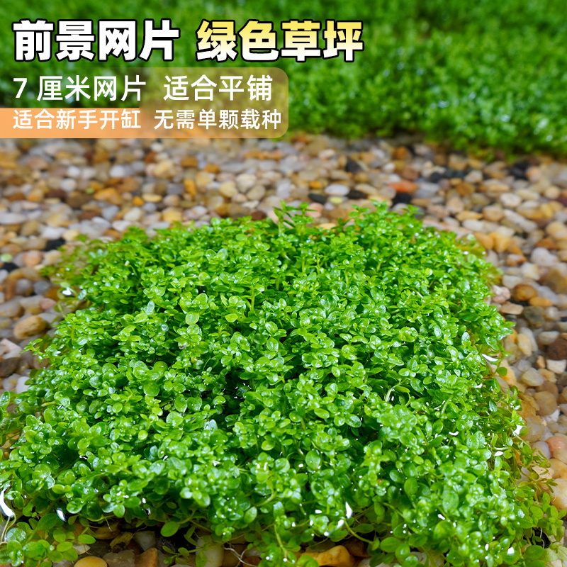 迷你矮牛毛爬地珍珠天湖懒人鱼缸造景水草坨草淡水活体植物前景草 千草堂水族 淘优券