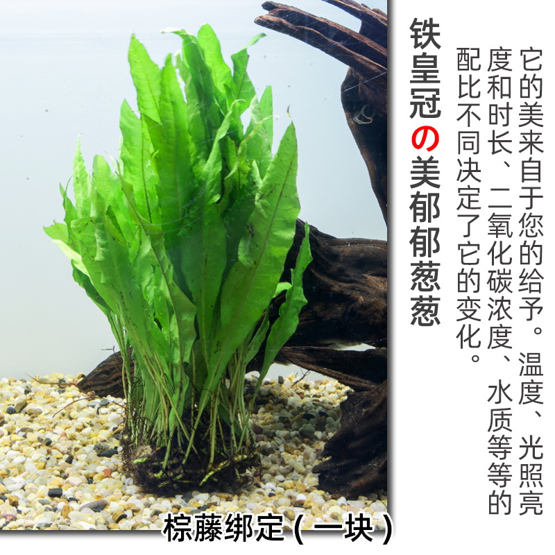 铁皇冠定植细叶铁鹿角铁鱼缸水族箱活体草中后景蕨类淡水水草包邮 - 图2