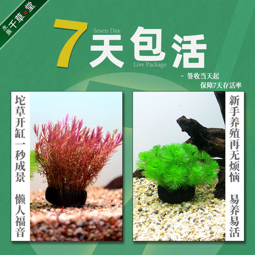 水草菊花水草缸定植造景植物活体懒人观赏套餐真草坨草宫廷血心兰 - 图1