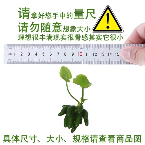 水族阴性水草结蕉香蕉草活体鱼缸景观懒人草睡莲新手易养易活包邮 - 图2