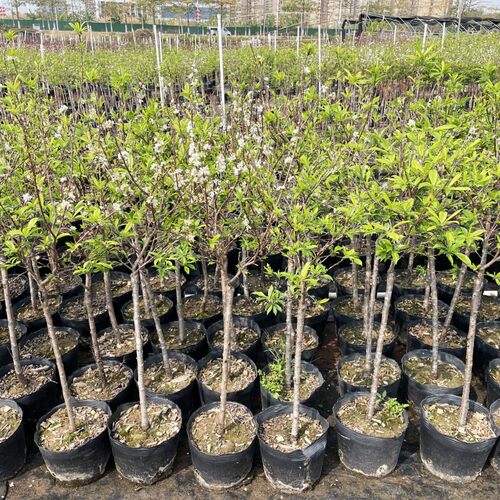 新品种峰糖李子苗特大果早熟晚熟钱排银妃三华李嫁接苗南方北方 - 图1