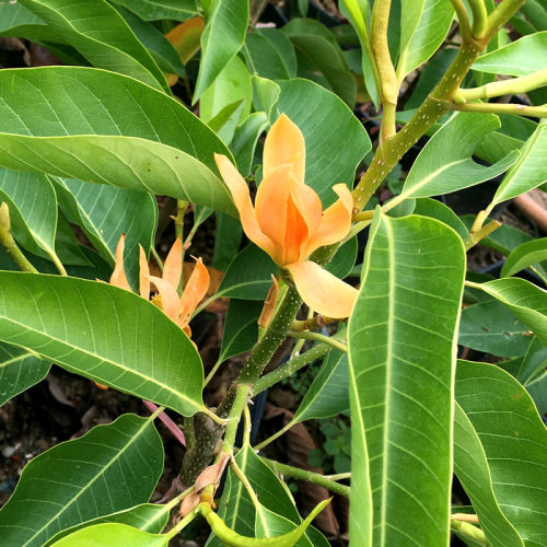 多季开花 白玉兰白兰花树苗嫁接苗木花卉名花南方北方盆栽地栽 - 图0