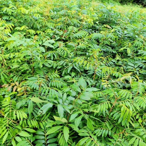 特大果核小肉厚32号石硖龙眼树苗嫁接苗四季密龙眼果树苗南方北方 - 图1