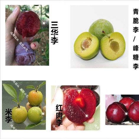 新品种峰糖李子苗特大果早熟晚熟钱排银妃三华李嫁接苗南方北方 - 图0