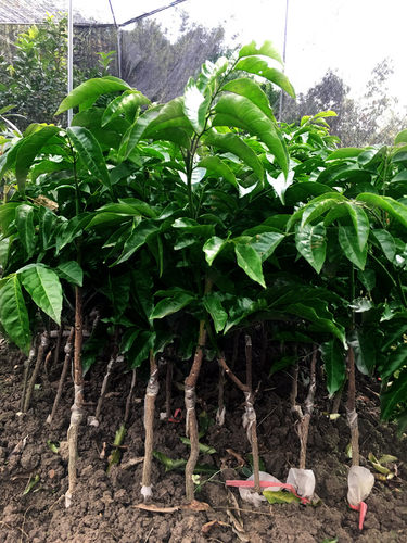 改良特大黑皮大鸡心黄皮果树苗出世甜郁南无核黄皮嫁接苗当年结果 - 图2